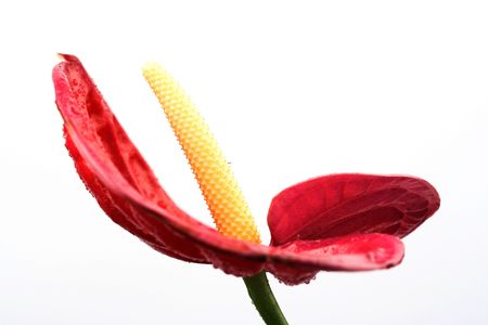Red anthurium over white background