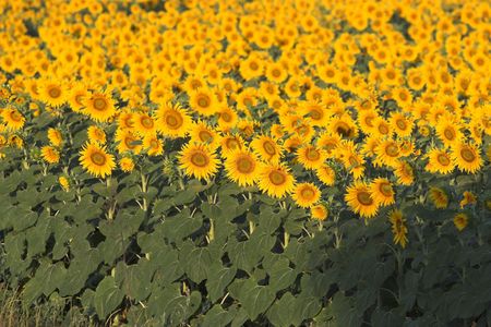 Field of sunflowers in the early morningの写真素材