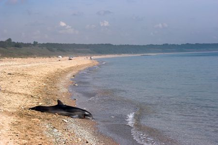 Dead dolphin lying on the beach の写真素材