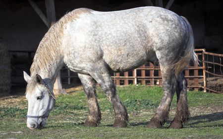 grazing horse on the farm yardの写真素材