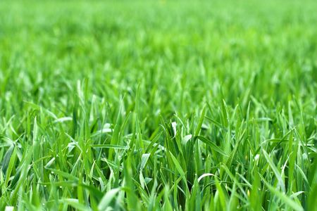 fresh green grass close up, shallow dofの写真素材