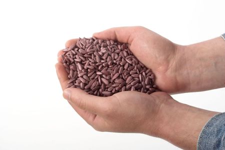 colored sunflower sowing seed in man's hand over whiteの写真素材