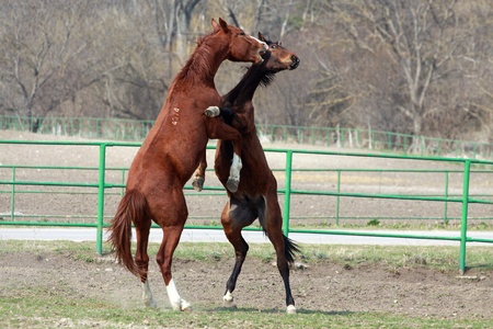 Two broun stallions battle in the farm yardのeditorial素材