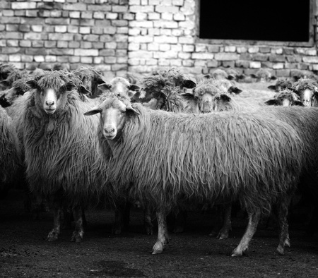 Livestock farm, herd of sheep の写真素材