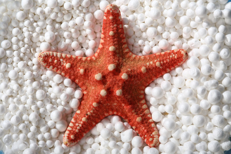 red starfish in styrofoam ballsの写真素材
