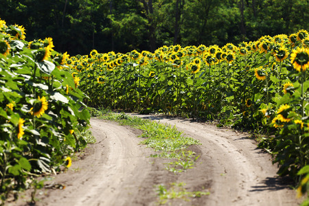 country road through the sunflowers fieldの写真素材
