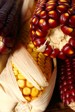Close up of l indian corn on cobの写真素材