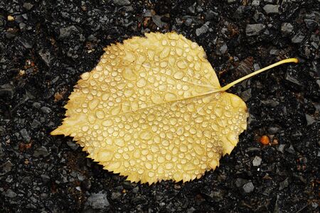 autumn leaf with water drops
