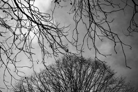 crowns of trees without leavesÑ, shallow depth of field, black and whiteの写真素材