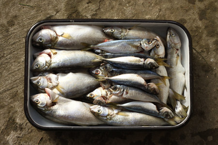 Close up of gutted shad