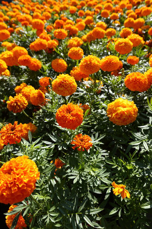 Field of marigold at summer time.の写真素材