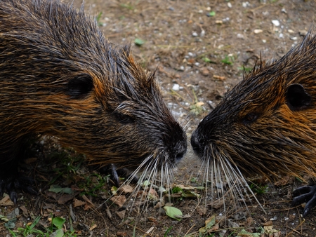 Nutrie Riverの写真素材