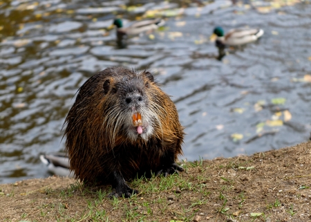 Nutrie on the Headland