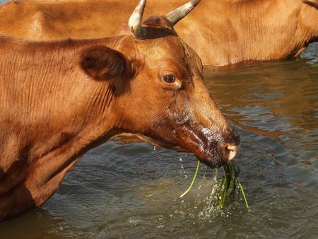Grazing cow in riverの写真素材