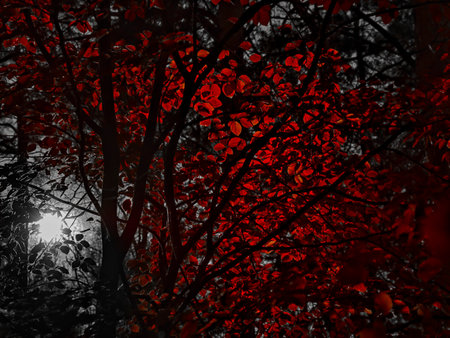 Autumn shines in red colorsの写真素材
