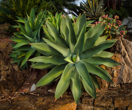 agave - sometimes referred to as the century plant because it only blooms once and it can take several decades to form an inflorescence.の写真素材