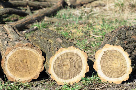 Three logs of acacia closeup