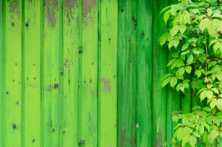 Green shrub after a rain on a background of green fenceの写真素材
