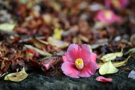 A withered blossom on the groundの写真素材
