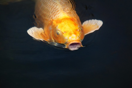 Orange koi carp with open mouth at a pondの写真素材