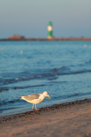 A seagull is walking on the shore for pick up some mussels - a soft focused lighthouse at the backgroundの写真素材
