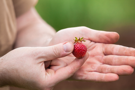 A first small harvested strawberry at a gardener handの写真素材