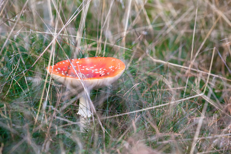 Lonely fly agaric in between the grass at the woods
