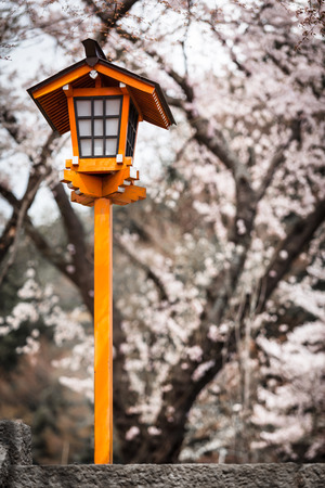 Traditional japanese lantern with cherry blossoms background at sakura season in springの写真素材