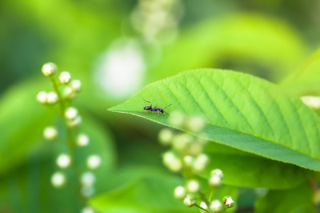 Little black ant walking on a fresh green leafの写真素材