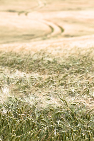 Detail of a hilly field in growthの写真素材