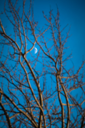 Crescent moon at blue twilight sky between bare branches of tree at foregroundの写真素材