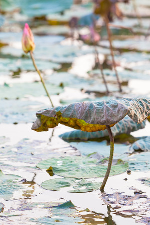 Detail of pond in asia with lotus water plant leaf in autumnの写真素材