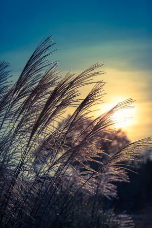 Bunch of tall grass as silhouette at sunset twilight sky (copy space)の写真素材