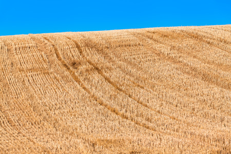 Golden harvested hilly field of grain, short cut stubbles, vehicle tracks uphill, blue sky background (copy space)の写真素材