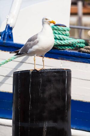 Beautiful seagull portrait on metal post in front of boat detail at harbor (copy space)の写真素材