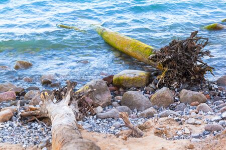 Huge uprooted fallen trees at stony coast of Ruegen island, Germanyの写真素材