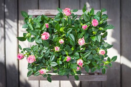 Pots with fresh flowering roses on shabby pale wooden stool and terraceの写真素材