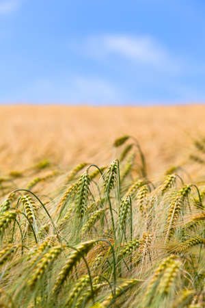 Ears and stalks of grain at ripe cornfield under blue sky (copy space)の写真素材