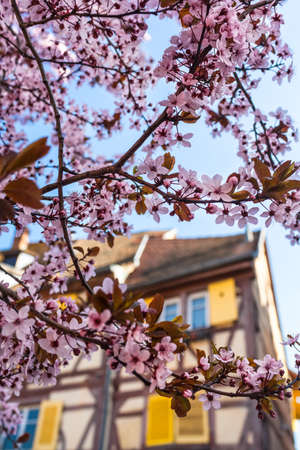 Twigs full of cherry blossoms at old town background with timber framed houseの写真素材