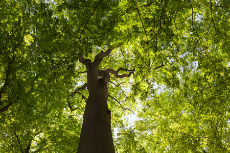 View along trunk high up to top of tree and huge crown with fresh green spring leaves