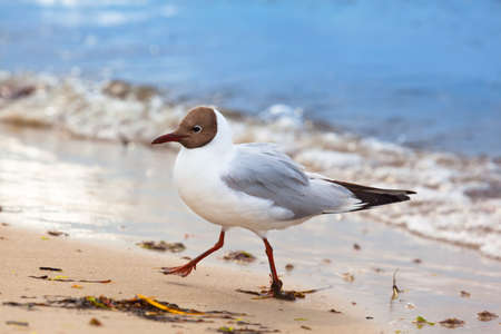 Seagull walk hurry at beach shore