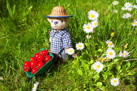 Little teddy bear gardener transports tomatoes by wheelbarrow on daisy meadowの写真素材