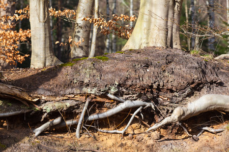 Underground at soil visible strong roots of beech tree (copy space)の写真素材