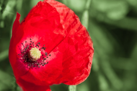 Portrait of red poppy blossom at green plants background (copy space)の写真素材
