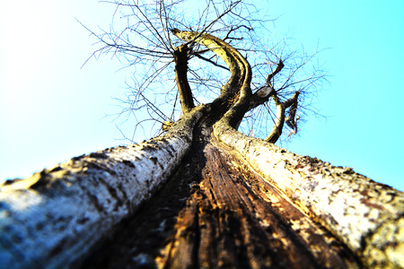 The trees