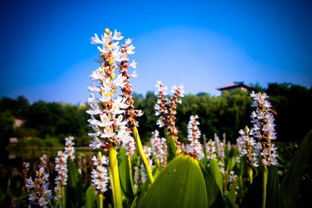 Closeup of white tiny flowersの写真素材
