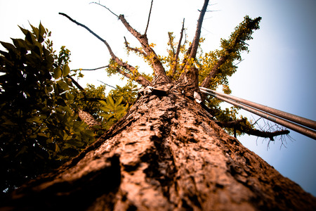 tree