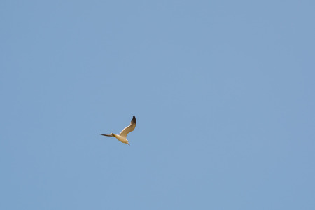 Seagull