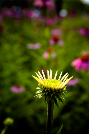 Close up of plant budの写真素材