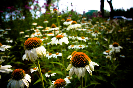 Flowersの写真素材